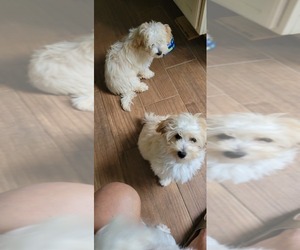 Maltipoo Puppy for sale in NEWNAN, GA, USA