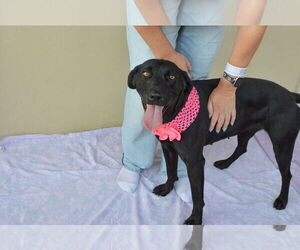 Labrador Retriever-Unknown Mix Dogs for adoption in McKinney, TX, USA