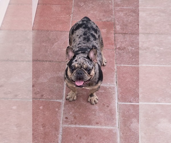 Medium Photo #1 French Bulldog Puppy For Sale in NORTH PORT, FL, USA