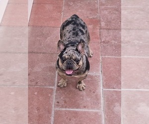 French Bulldog Puppy for sale in NORTH PORT, FL, USA