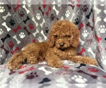 Small #3 Cockapoo