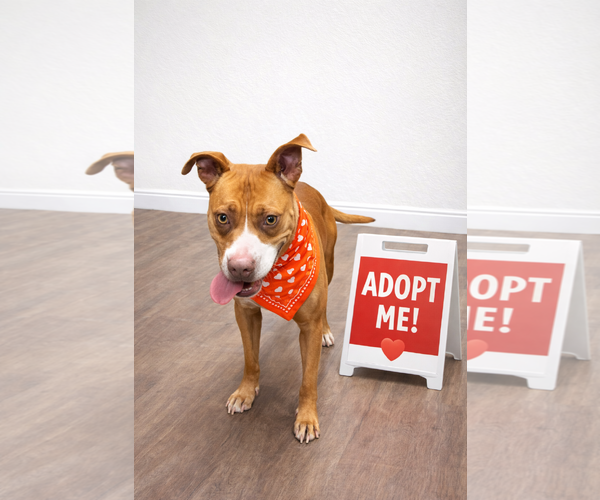 Medium Photo #2 Mutt Puppy For Sale in Euless, TX, USA