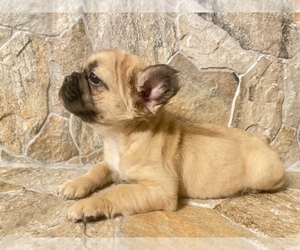 French Bulldog Puppy for sale in MORENO VALLEY, CA, USA