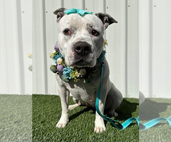 Medium Photo #9 American Pit Bull Terrier-Unknown Mix Puppy For Sale in Redlands, CA, USA