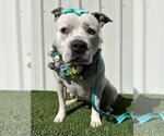 Small #8 American Pit Bull Terrier Mix