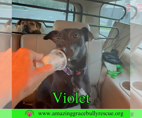 Medium Photo #1 Mutt Puppy For Sale in Pensacola, FL, USA