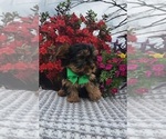 Small #1 Yorkshire Terrier