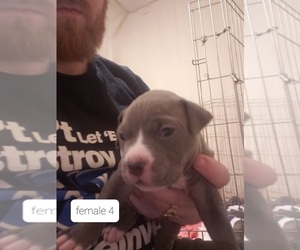 American Pit Bull Terrier Puppy for sale in RAYMOND, NH, USA