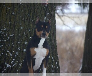 Mother of the American Staffordshire Terrier puppies born on 09/04/2025