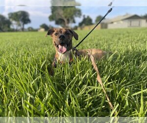 Boxer-Plott Hound Mix Dogs for adoption in Miami, FL, USA