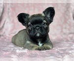 Image preview for Ad Listing. Nickname: Sadie