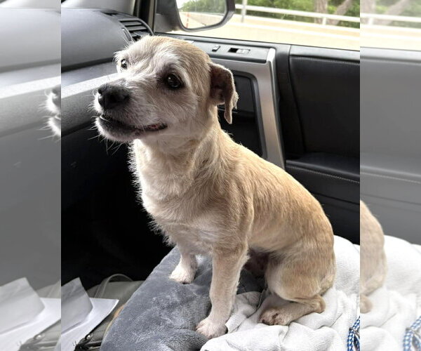 Medium Photo #6 Mutt Puppy For Sale in Boonton, NJ, USA