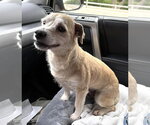 Small #5 Mutt