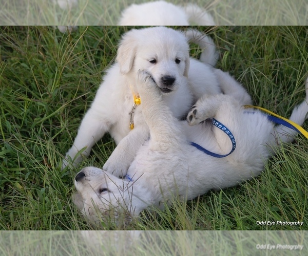 Medium Photo #9 Golden Retriever Puppy For Sale in WILTON, CA, USA