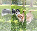 Small #11 Shih Tzu