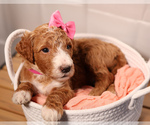 Puppy Hot Pink Collar Goldendoodle