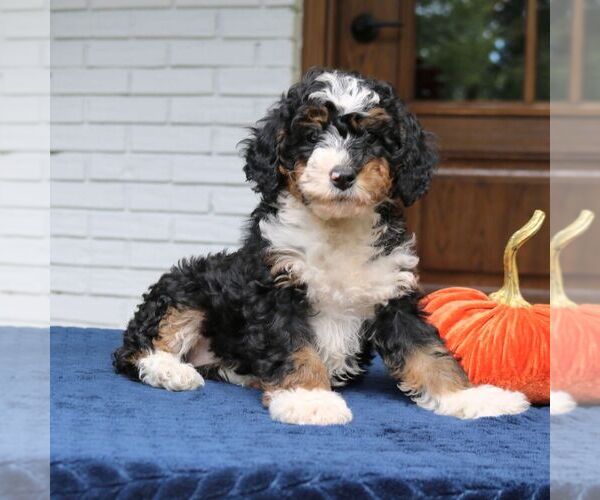 Medium Photo #2 Bernedoodle (Miniature) Puppy For Sale in NARVON, PA, USA