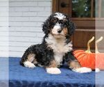 Penny - Female Bernedoodle (Miniature) Puppy for Sale - Photo #2