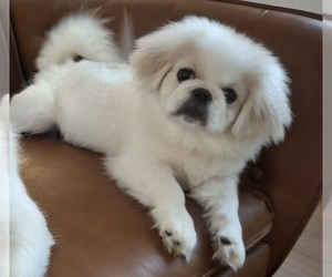 Pekingese Puppy for sale in MIAMI, FL, USA