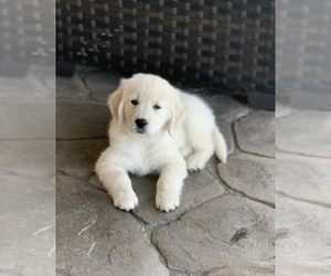 English Cream Golden Retriever Puppy for sale in RAMONA, CA, USA