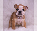 Small #3 Bulldog