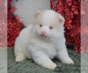Pomsky Puppy for sale in HONEY BROOK, PA, USA
