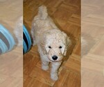 Small Photo #4 Poodle (Standard) Puppy For Sale in MALABAR, FL, USA