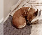 Small #6 Chihuahua