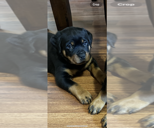 Rottweiler Puppy for sale in COLUMBUS, OH, USA