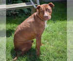 Small #9 American Staffordshire Terrier-Boxer Mix
