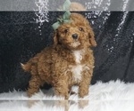 Puppy Captain AKC Poodle (Toy)