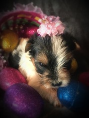 Yorkshire Terrier Puppy for sale in CAVE CITY, KY, USA