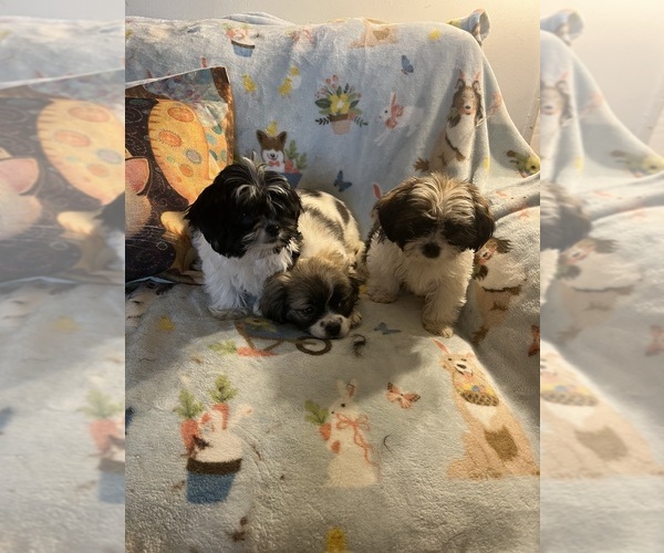Medium Photo #2 Shorkie Tzu Puppy For Sale in LEBANON, OR, USA
