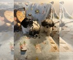 Litter of 16 - Male(s) and Female(s) Shorkie TzuLitter of Puppies for Sale - Photo #2
