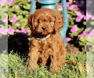 Cavapoo Puppy for sale in QUARRYVILLE, PA, USA