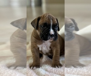 Boxer Puppy for sale in OLATHE, CO, USA