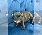 Small #9 French Bulldog