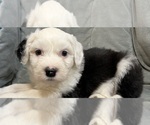 Small Old English Sheepdog