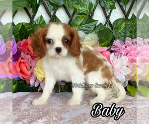 Cavalier King Charles Spaniel Puppy for sale in MIAMI, FL, USA