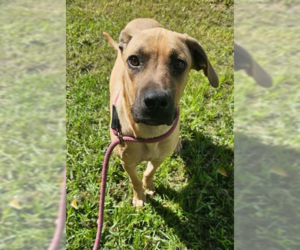 Black Mouth Cur-Labrador Retriever Mix Dogs for adoption in Brewster, NY, USA