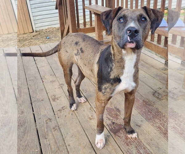 Medium Photo #5 Catahoula Leopard Dog-Unknown Mix Puppy For Sale in Wetumpka, AL, USA