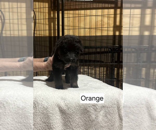 Medium Photo #41 German Shepherd Dog Puppy For Sale in LA FAYETTE, NY, USA