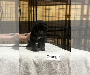 Medium German Shepherd Dog