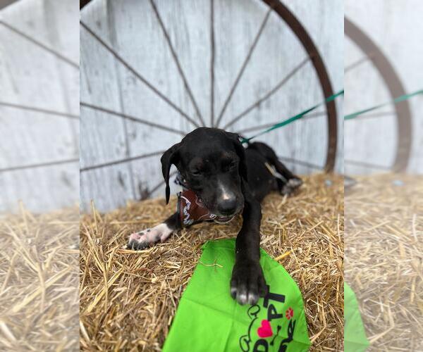 Medium Photo #2 Labrador Retriever-Unknown Mix Puppy For Sale in Rocky Mount, NC, USA