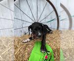 Small #1 Labrador Retriever Mix