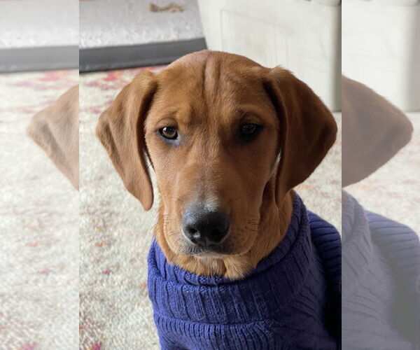 Medium Photo #3 Labrador Retriever-Unknown Mix Puppy For Sale in Warrington, PA, USA