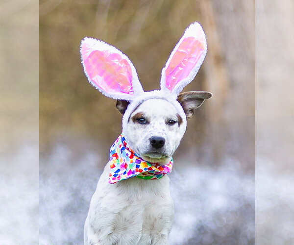 Medium Photo #13 Mutt Puppy For Sale in Unionville, PA, USA