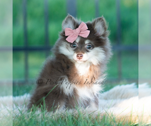 Medium Photo #12 Pomeranian Puppy For Sale in WARSAW, IN, USA