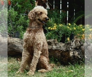 Father of the Goldendoodle puppies born on 07/15/2021