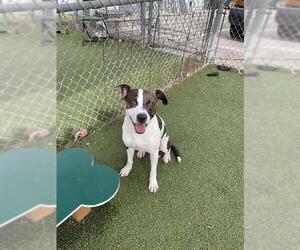 Pointer-Unknown Mix Dogs for adoption in Pasadena, TX, USA